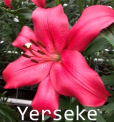 Yerseke