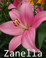 Zanella