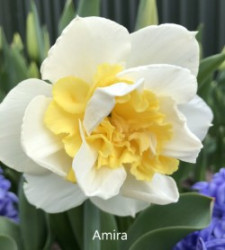 Amira-AMS