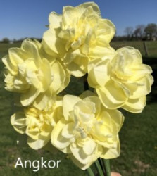 Angkor-AMS