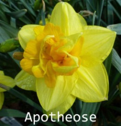 Apotheose-AMS