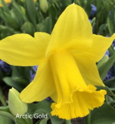 Arctic-Gold-AMS
