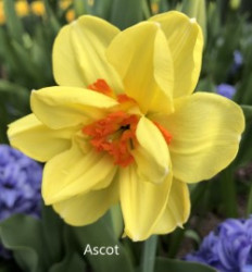 Ascot-AMS
