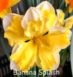 Banana-Splash-AMS