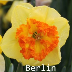 Berlin-AMS
