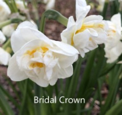 Bridal-Crown-AMS