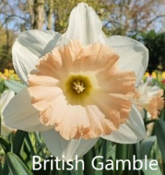 British-Gamble-AMS
