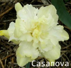 Casanova-AMS