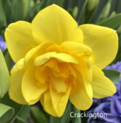Crackington-AMS