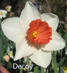 Decoy-AMS