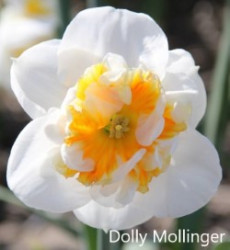 Dolly-Mollinger-AMS