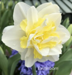 Easterborn-AMS