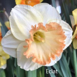 Eclat-AMS