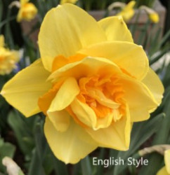 English-Style-AMS