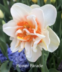 Flower-Parade-AMS