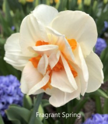 Fragrant-Spring-AMS