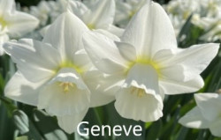 Geneve-AMS