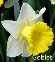 Goblet-AMS