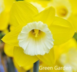 Green-Garden-AMS