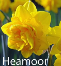 Heamoor-AMS