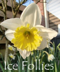 Ice-Follies-AMS