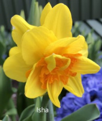 Isha-AMS
