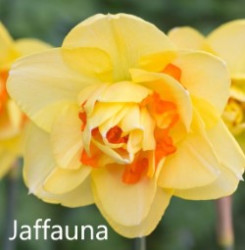 Jaffauna-AMS