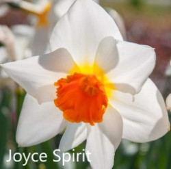 Joyce-Spirit-AMS