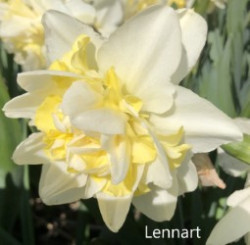Lennart-AMS