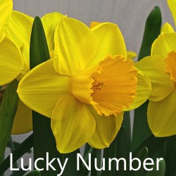 Lucky-Number-AMS