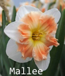 Mallee-AMS