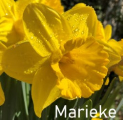 Marieke-AMS