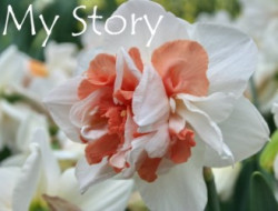 My-Story-AMS