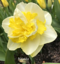 Najeda-AMS