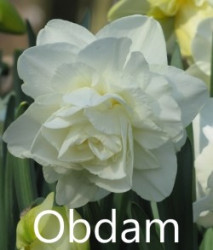 Obdam-AMS