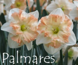 Palmares-AMS