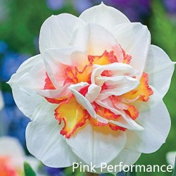 Pink-Performance-AMS