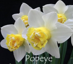 Popeye-AMS