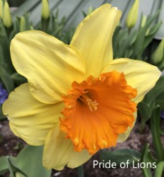Pride-of-Lions-AMS