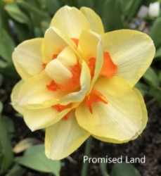Promised-Land-AMS