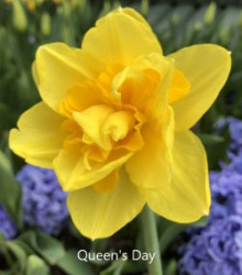 Queens-Day-AMS