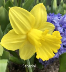 Sabatini-AMS