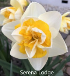 Serena-Lodge-AMS