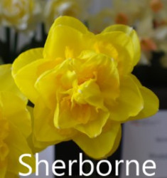 Sherborne-AMS