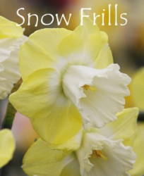 Snow-Frills-AMS