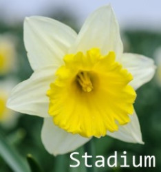 Daffodils - Fentongollan Farm (20th March 2013)