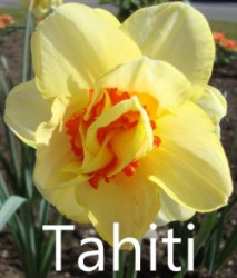 Tahiti-AMS