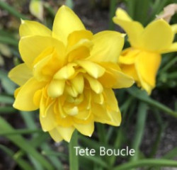 Tete-Boucle-AMS