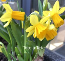 Tete-a-Tete-AMS