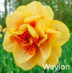 Waylon-AMS